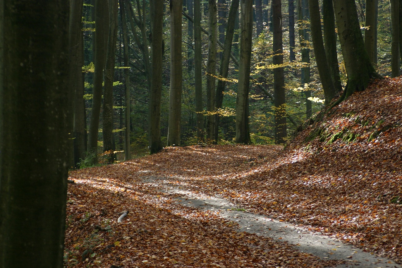 autumn foliage brown free photo