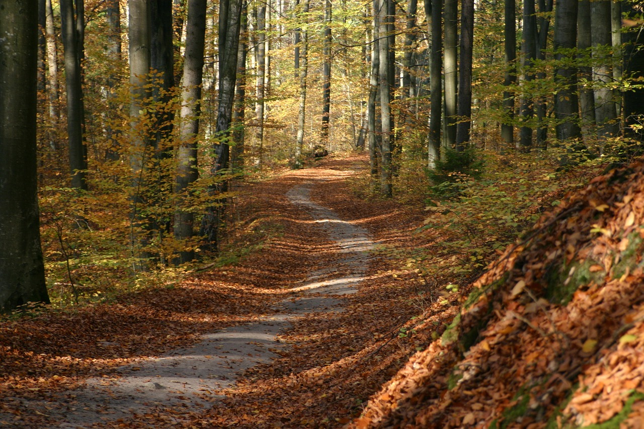 autumn foliage brown free photo