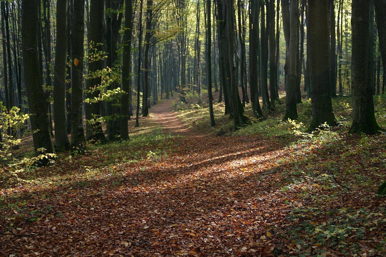 autumn foliage brown free photo