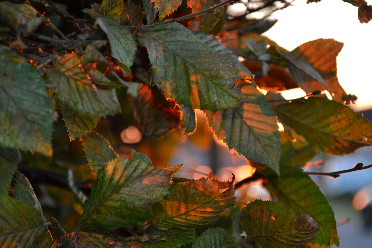 autumn tree leaves free photo