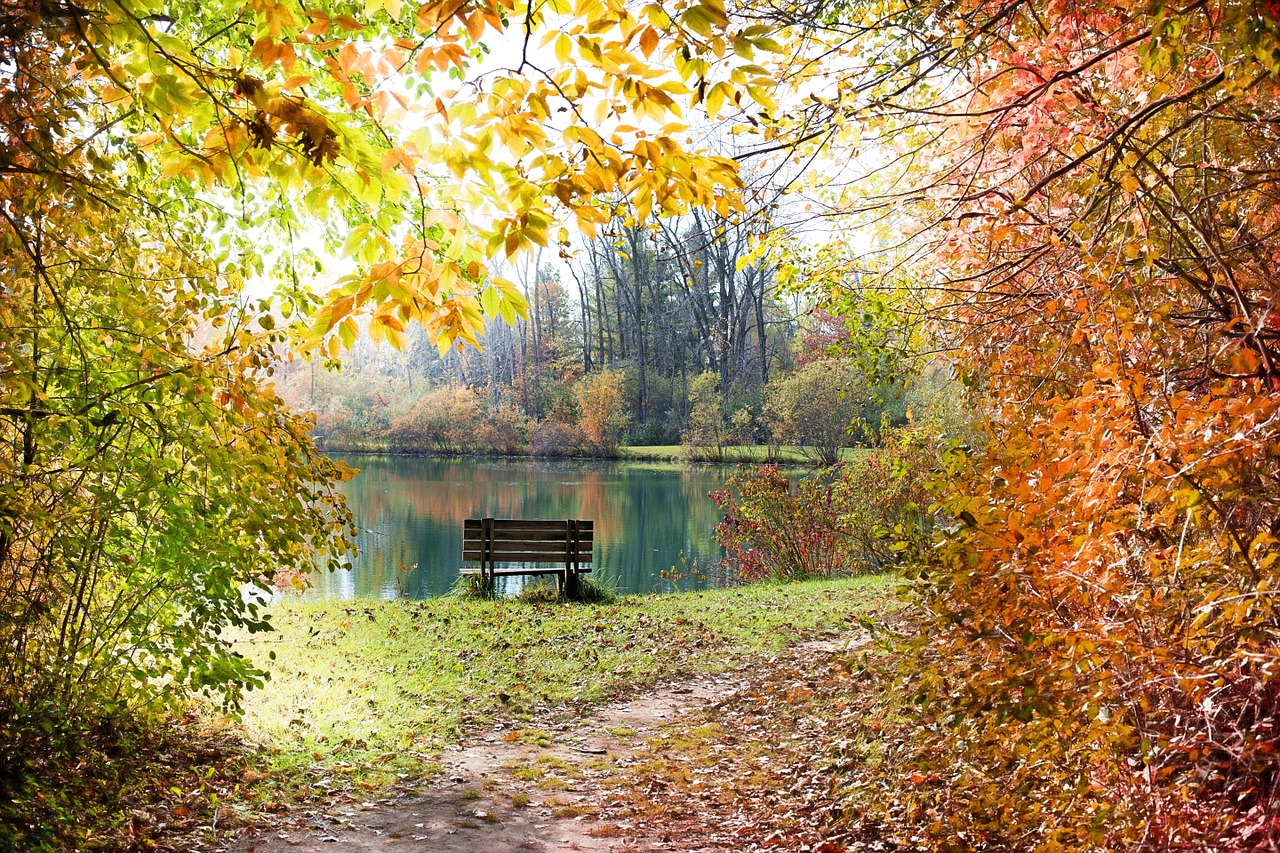 autumn fall season free photo