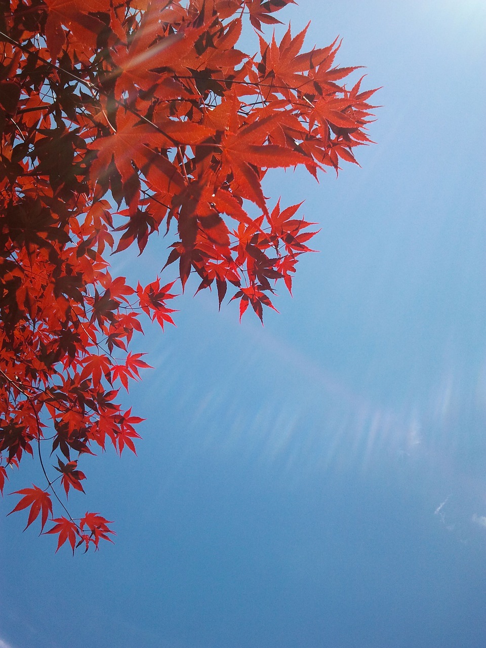 autumn red tree free photo