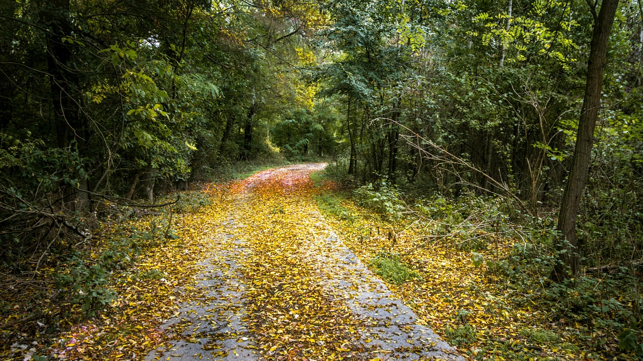 autumn forest leaves free photo