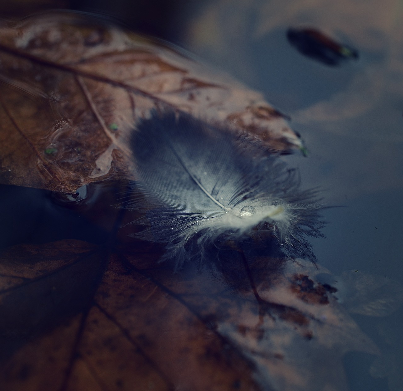 autumn pond leaves free photo