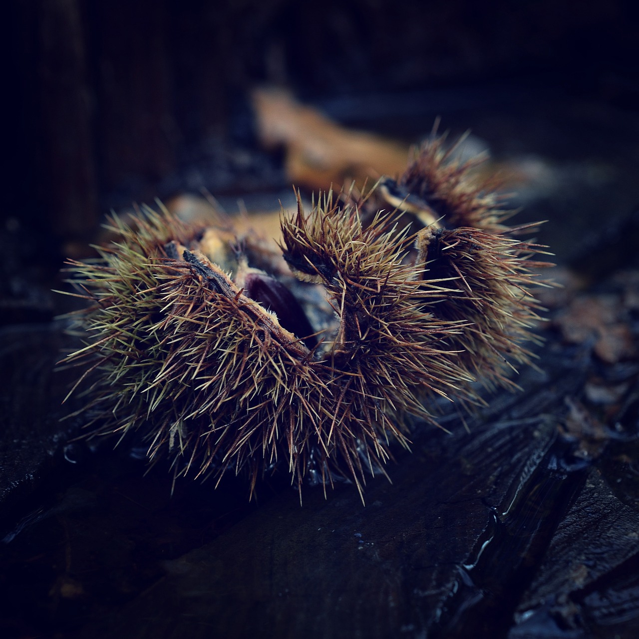 autumn chestnut park free photo