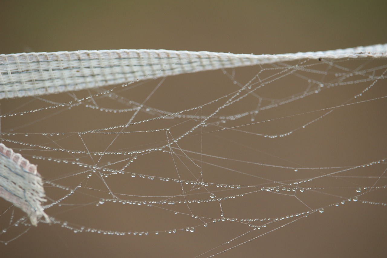 autumn spider webs fog free photo