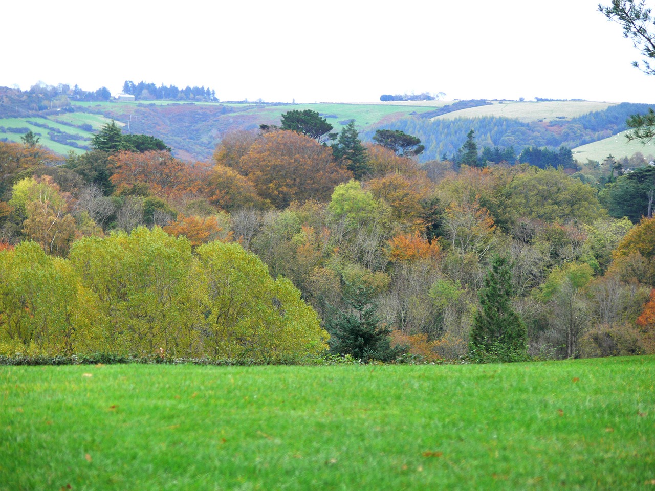 autumn ireland trees free photo