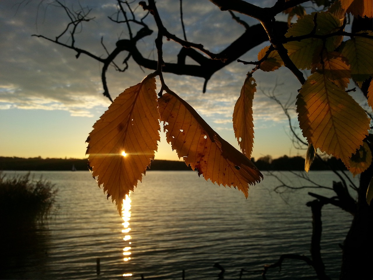 autumn leaf color free photo