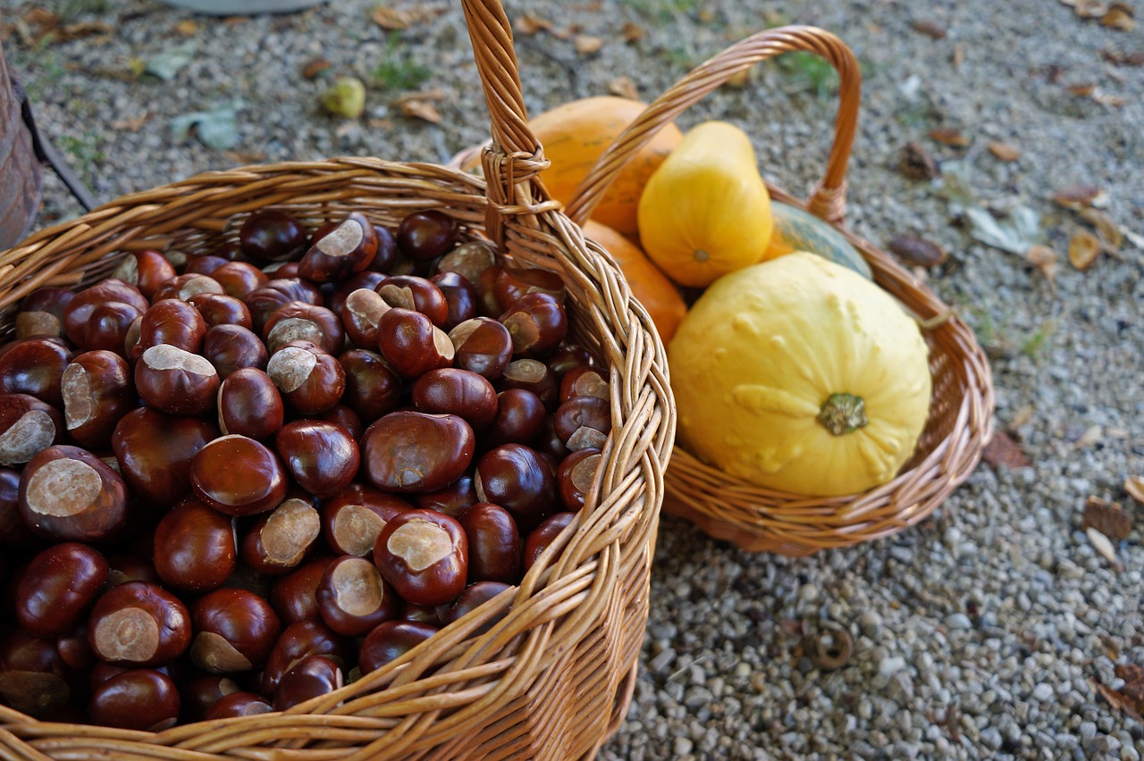 autumn crop horse chestnut free photo