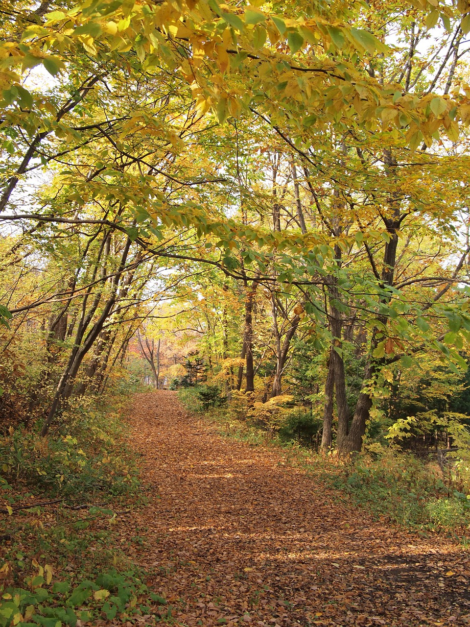 autumn autumnal leaves fall of japan free photo