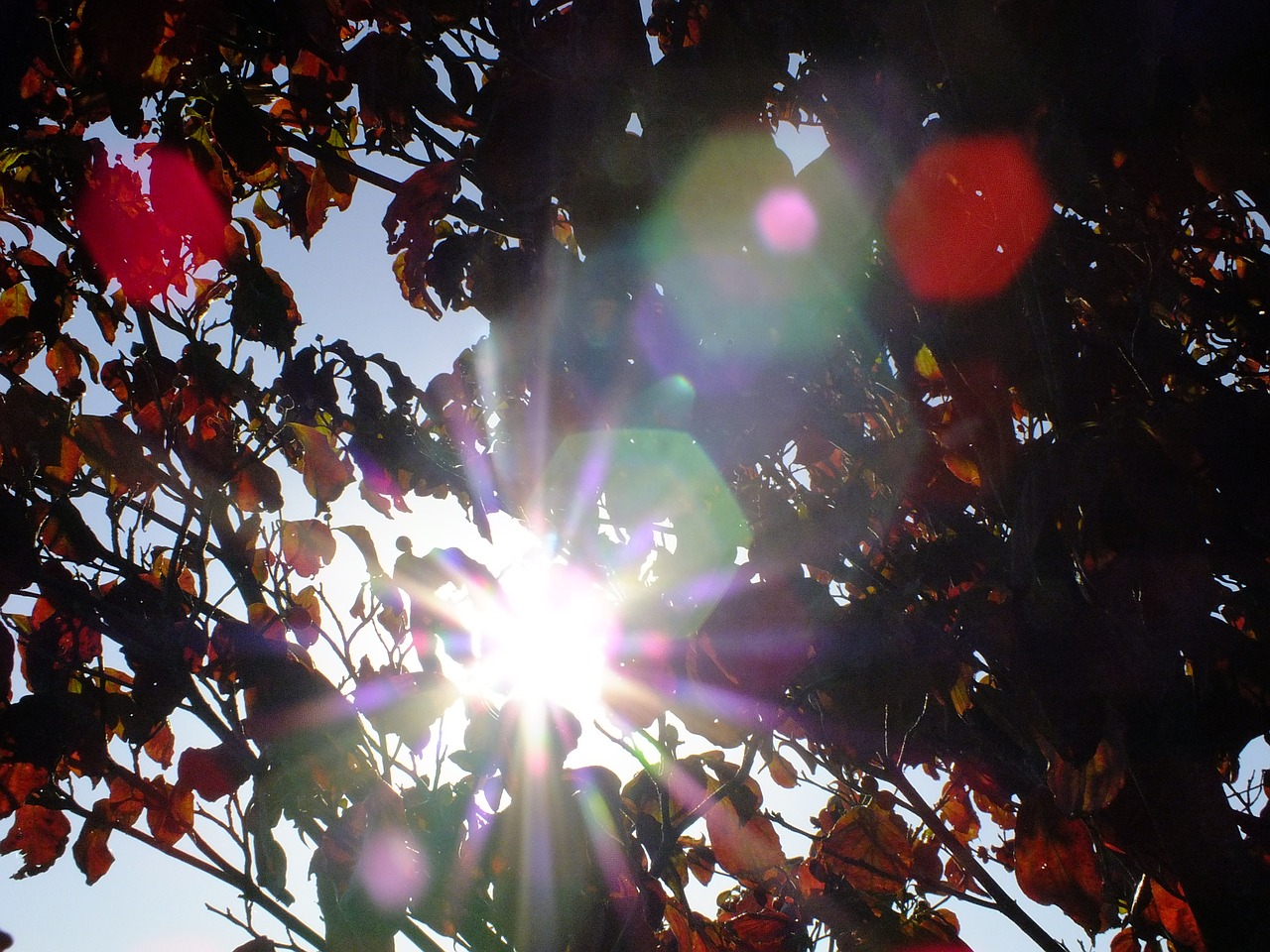 autumn leaves dogwood free photo