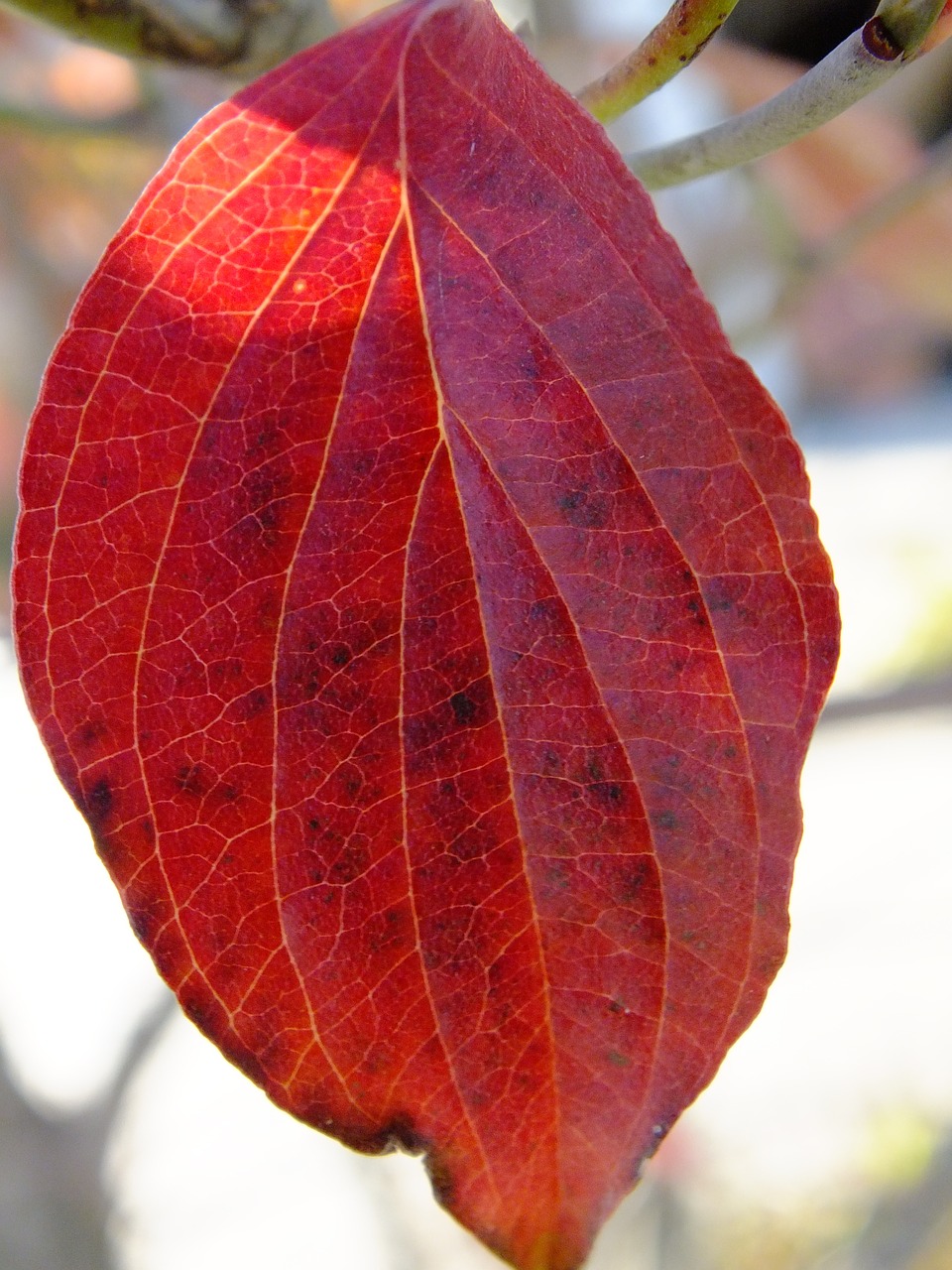 autumn leaf red free photo