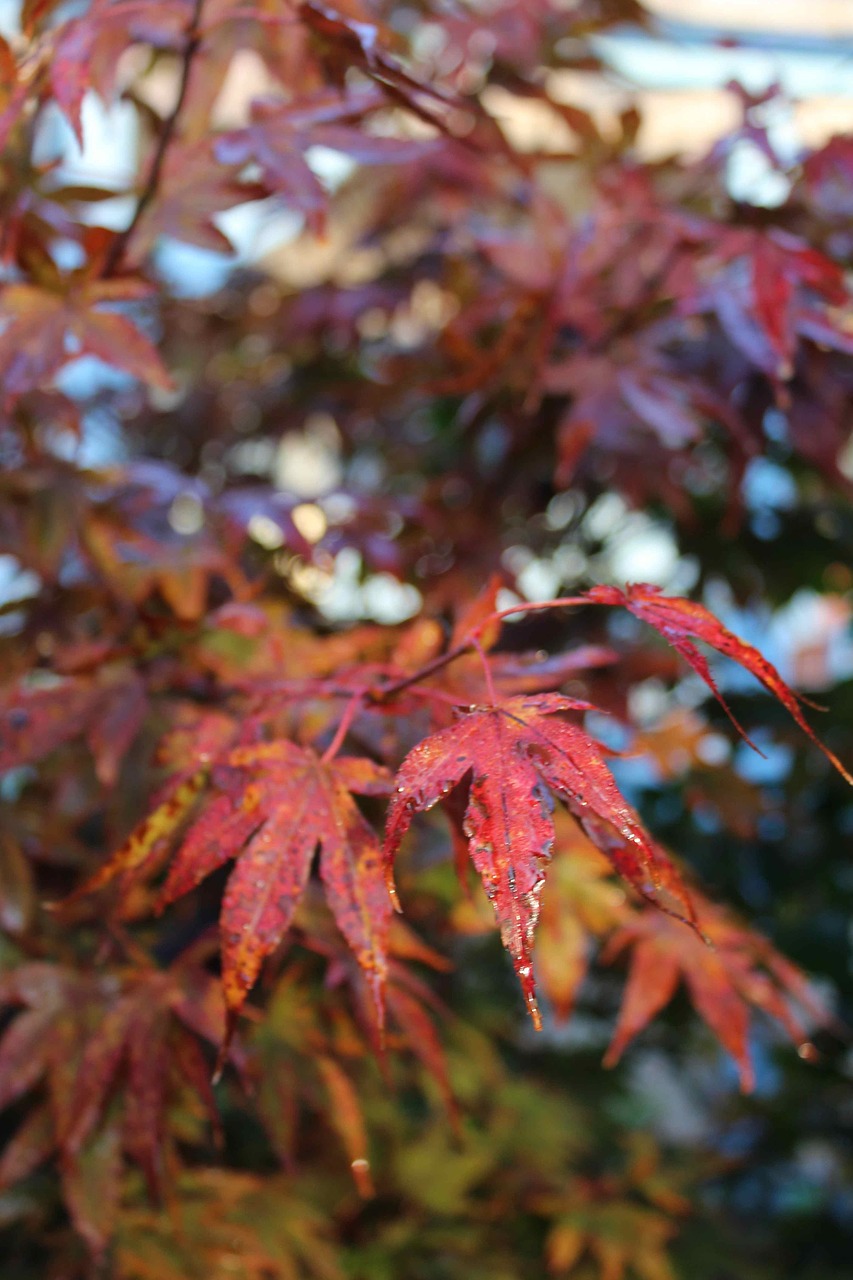 autumn maple red free photo