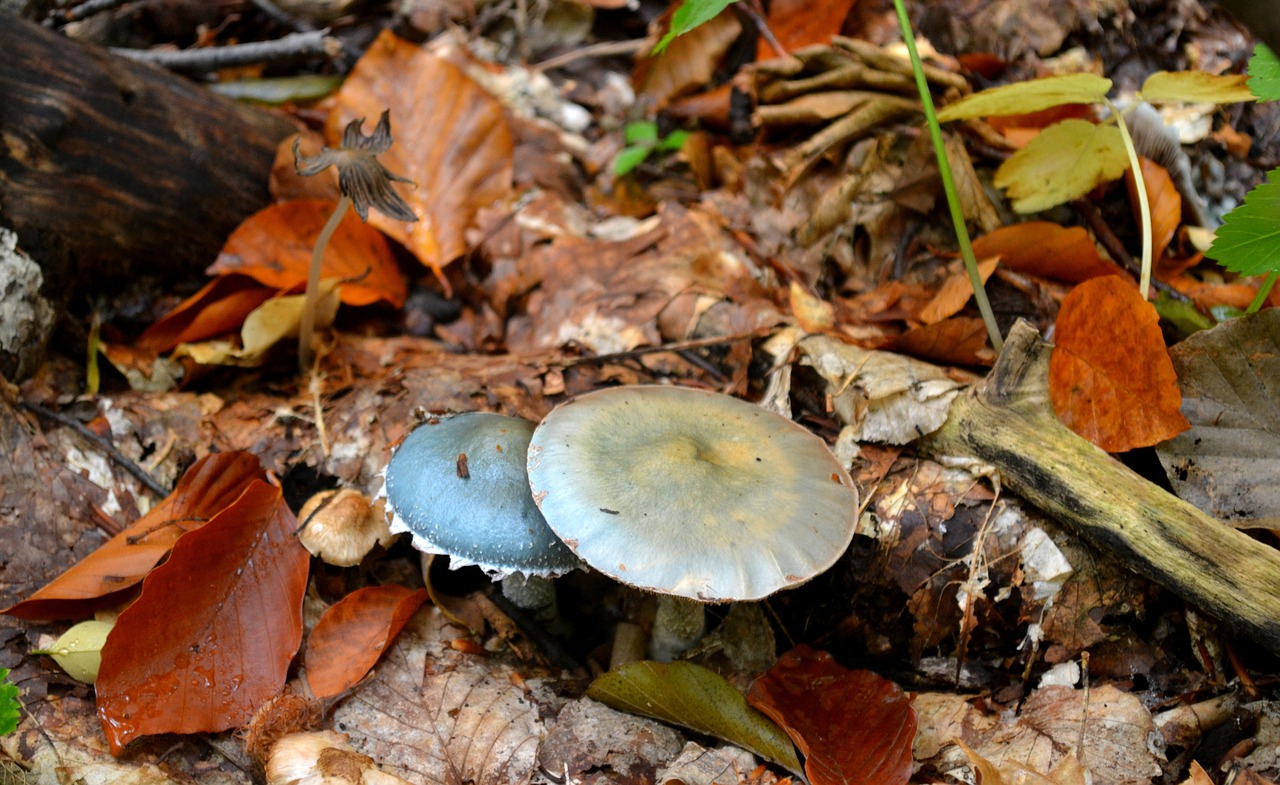 autumn mushrooms nature free photo