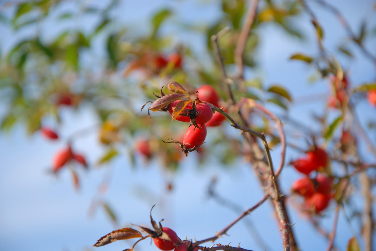 autumn hip bush free photo