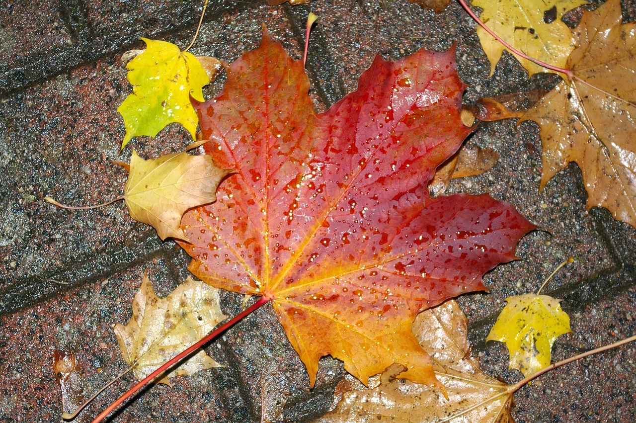autumn leaves nature free photo