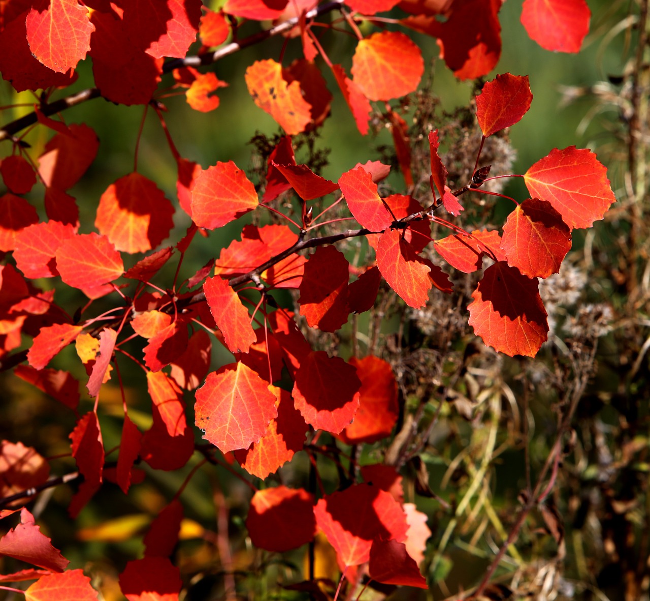 autumn leaves red free photo