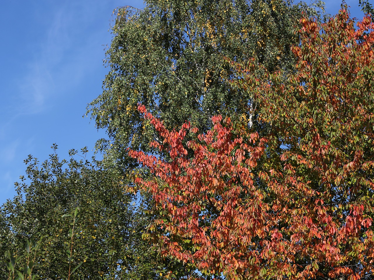 autumn leaves golden free photo