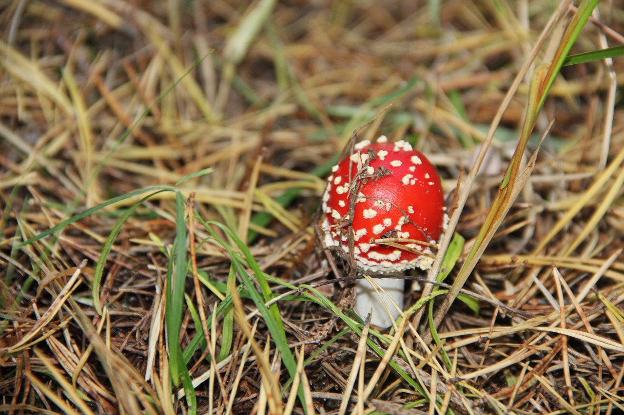 autumn nature mushroom free photo