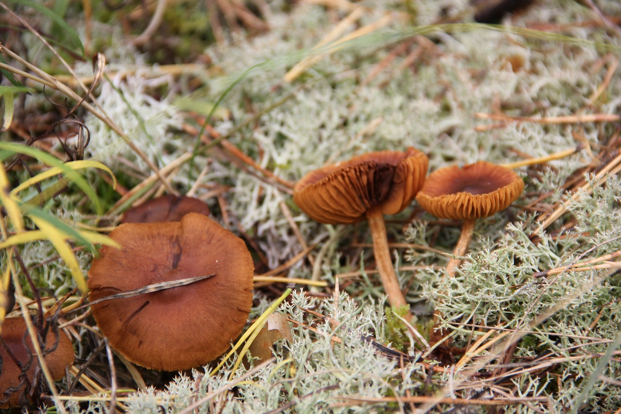 autumn nature mushroom free photo