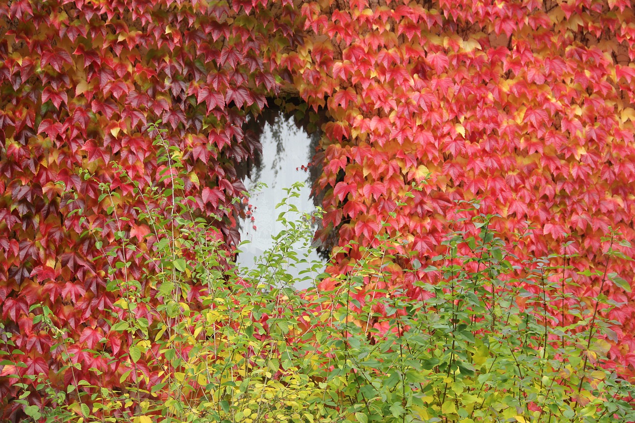 autumn leaves window free photo