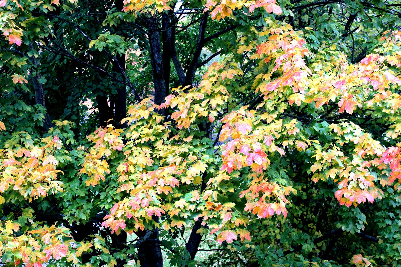 autumn leaves fall color free photo