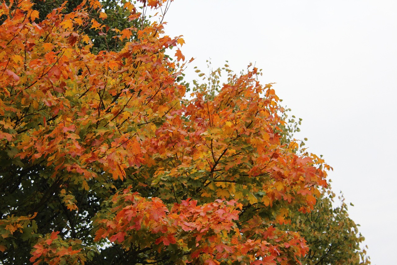 autumn nature leaves free photo