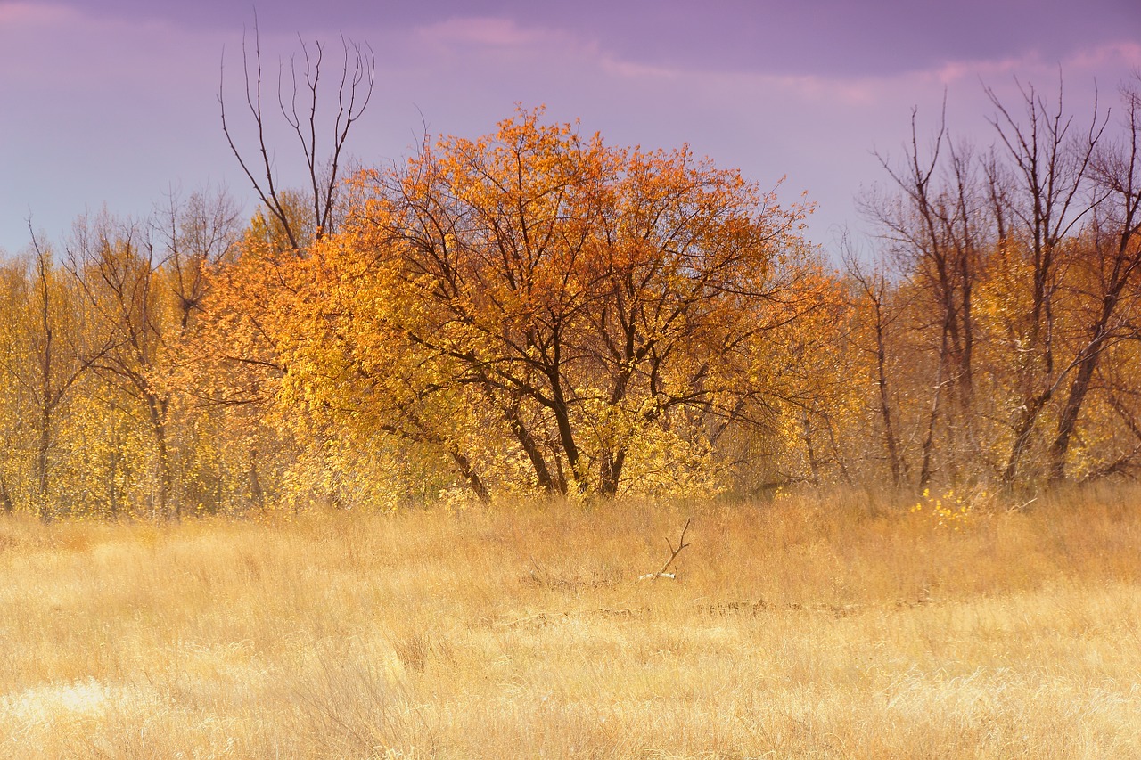 autumn trees living nature free photo