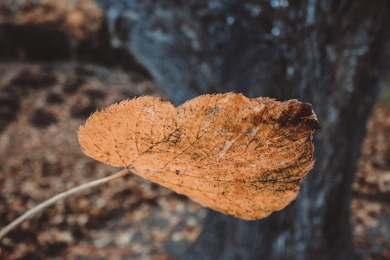 autumn fall leaves free photo