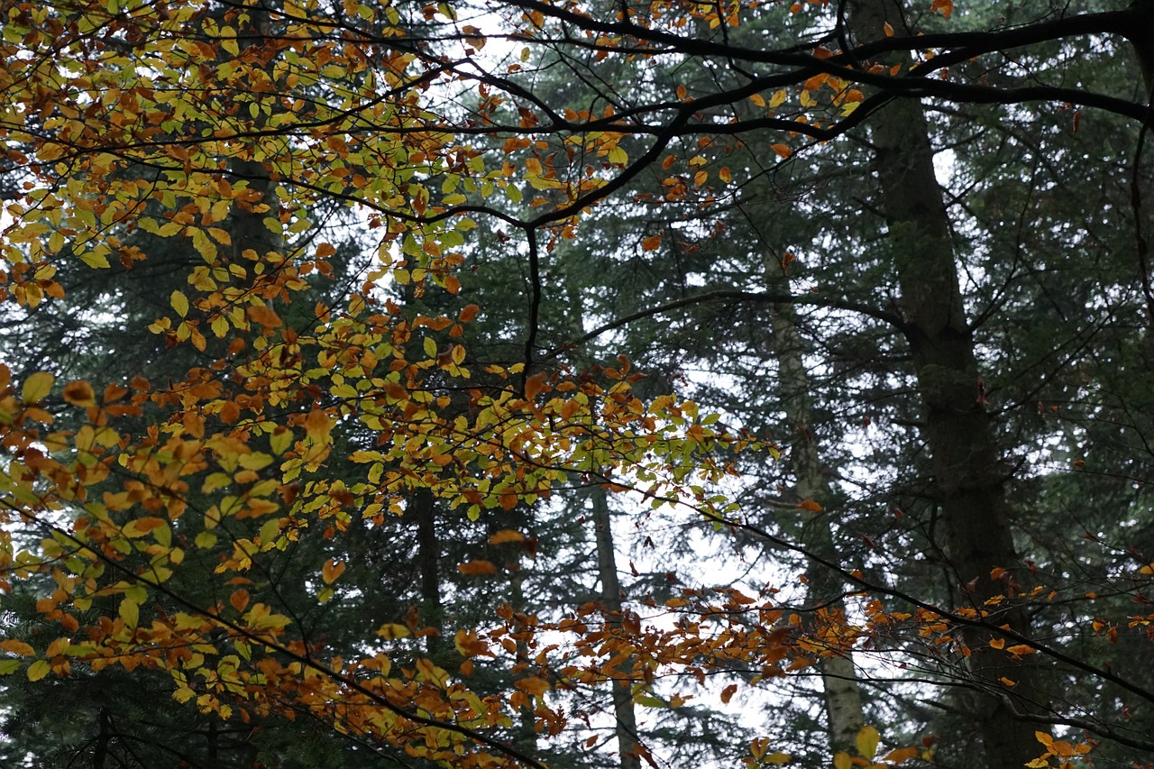 autumn forest tree free photo