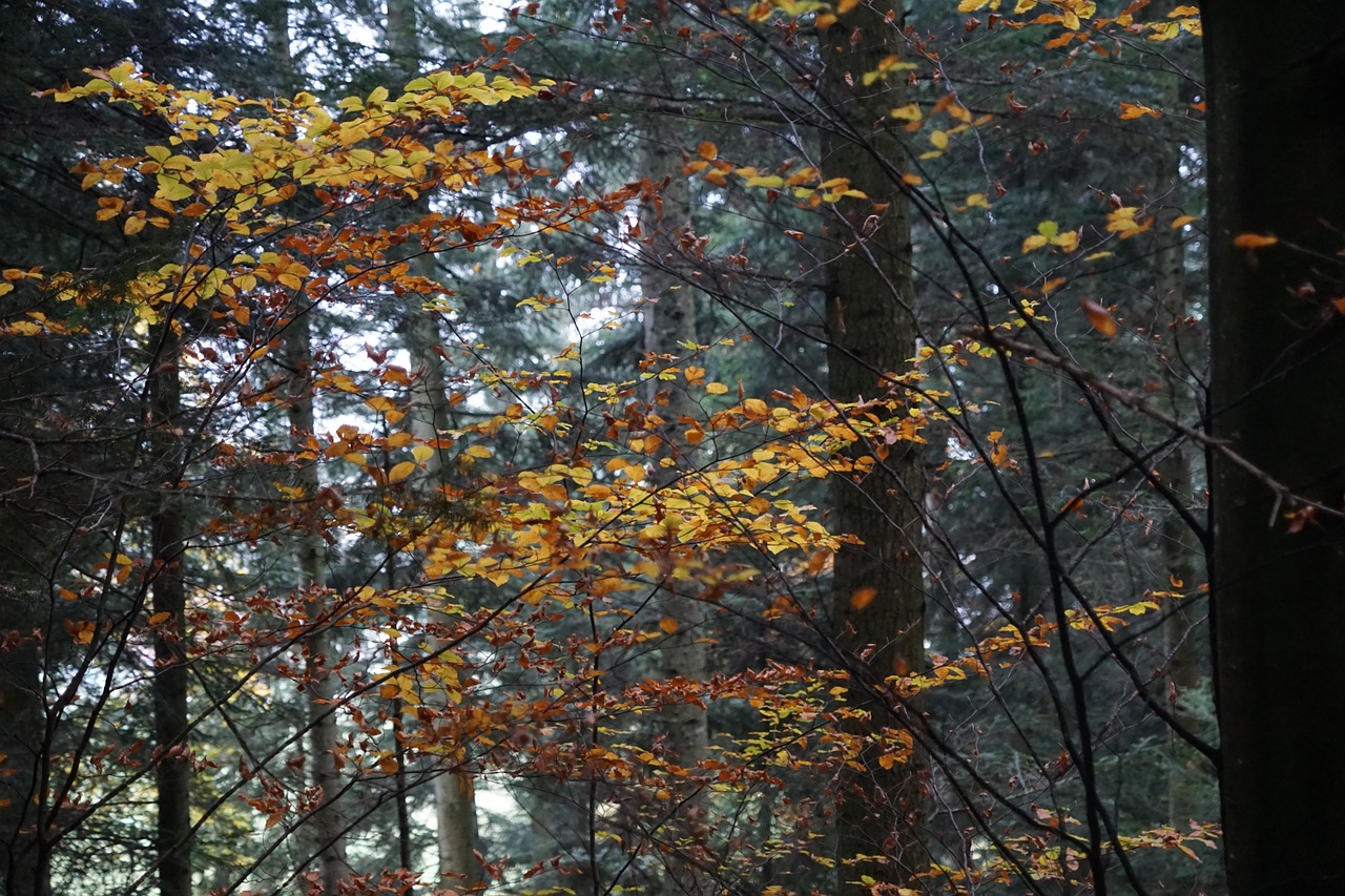 autumn forest tree free photo