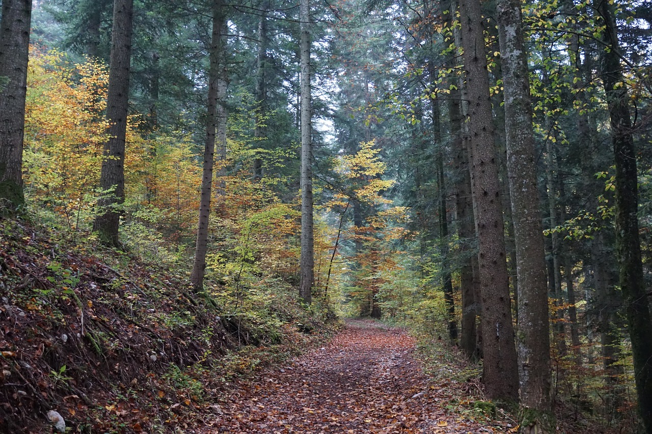 autumn forest tree free photo