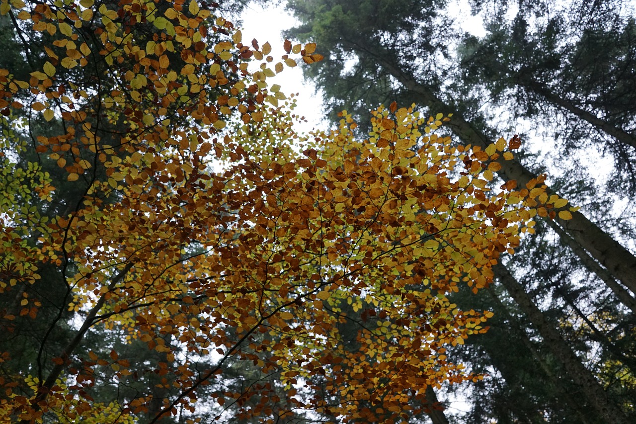 autumn forest tree free photo