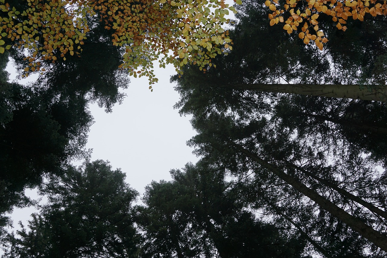 autumn forest tree free photo