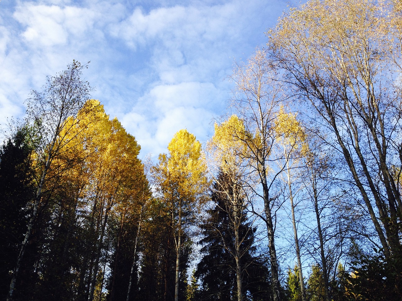 autumn fall colors blue sky free photo