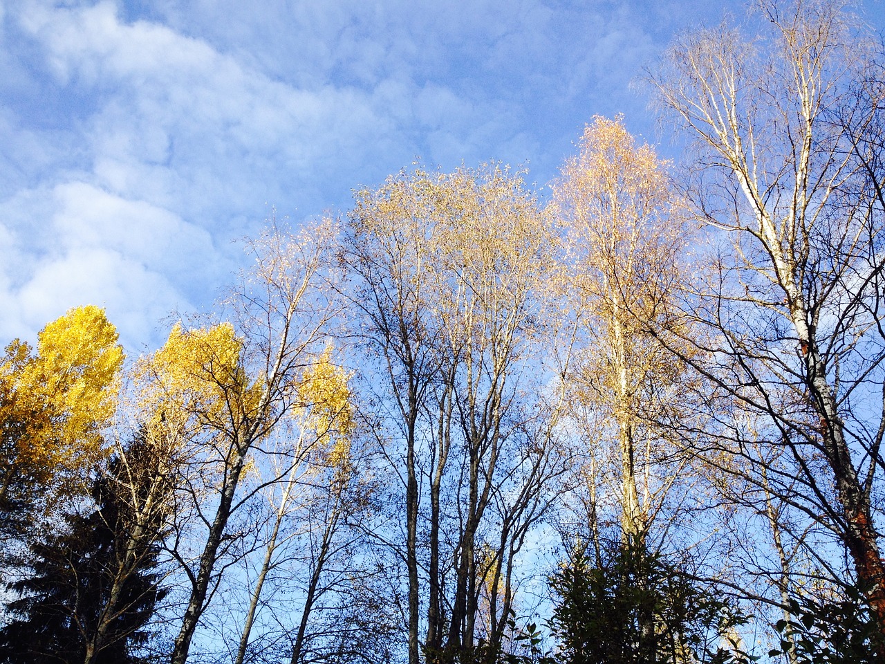 autumn fall colors blue sky free photo