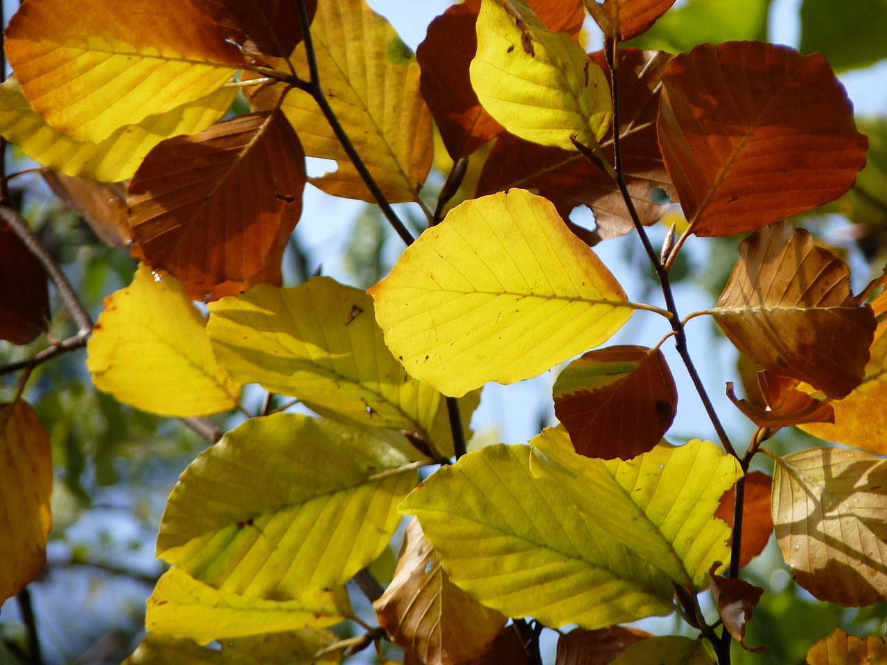 autumn leaves fall foliage free photo