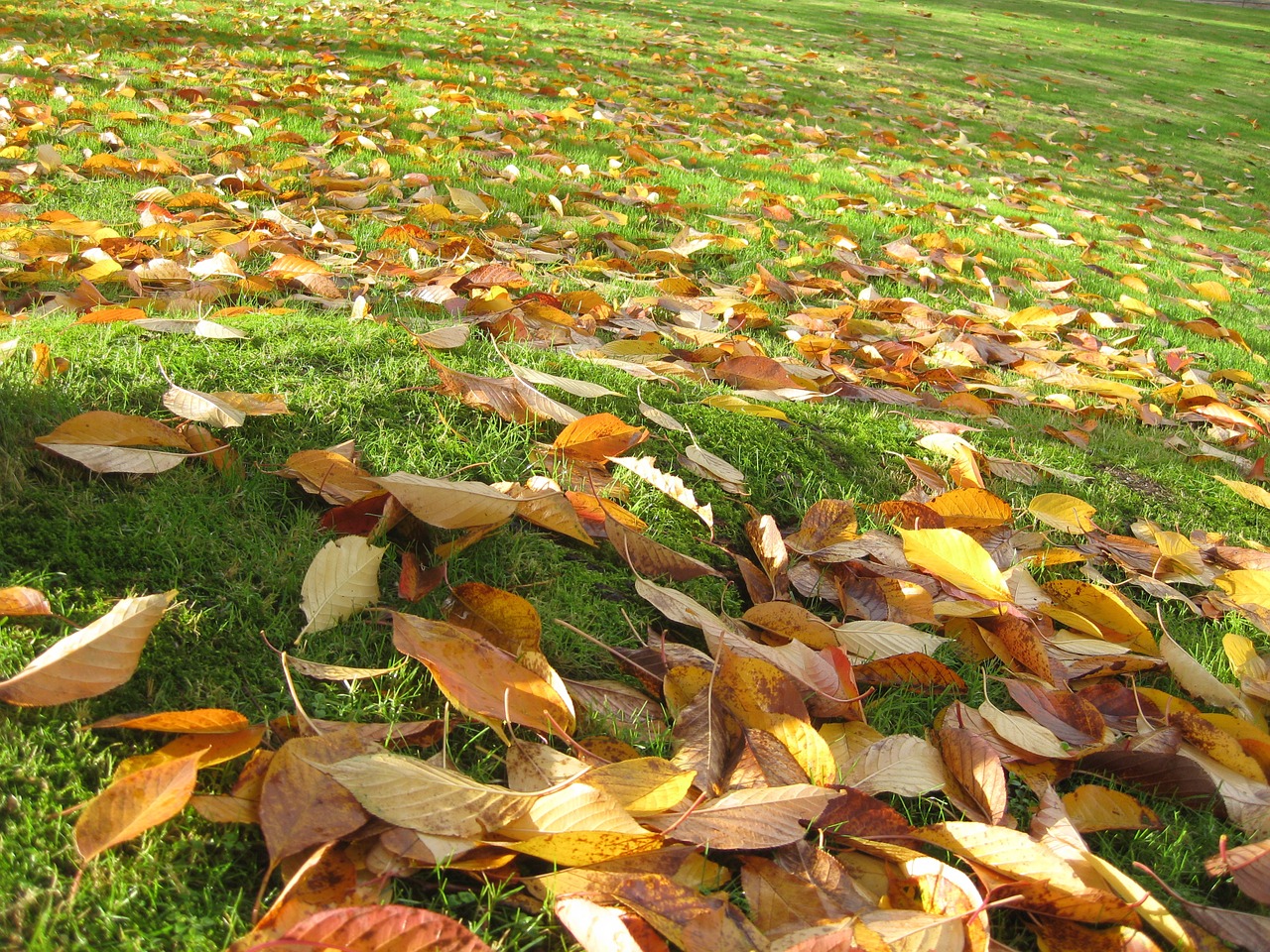 autumn park leaves free photo