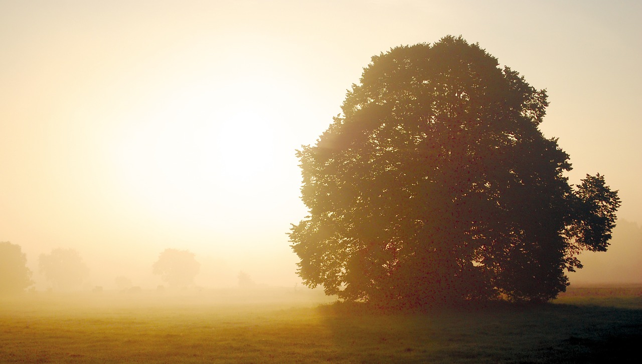 autumn sun morning free photo