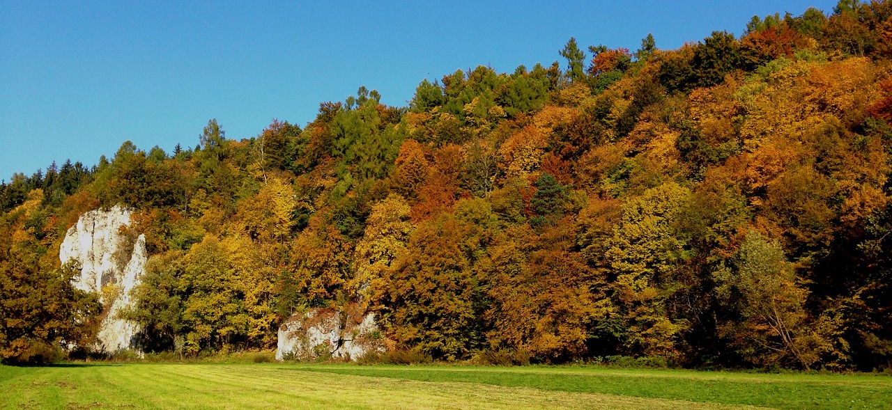 autumn landscape tree free photo