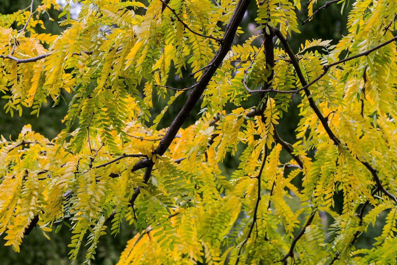 autumn yellow leaves free photo