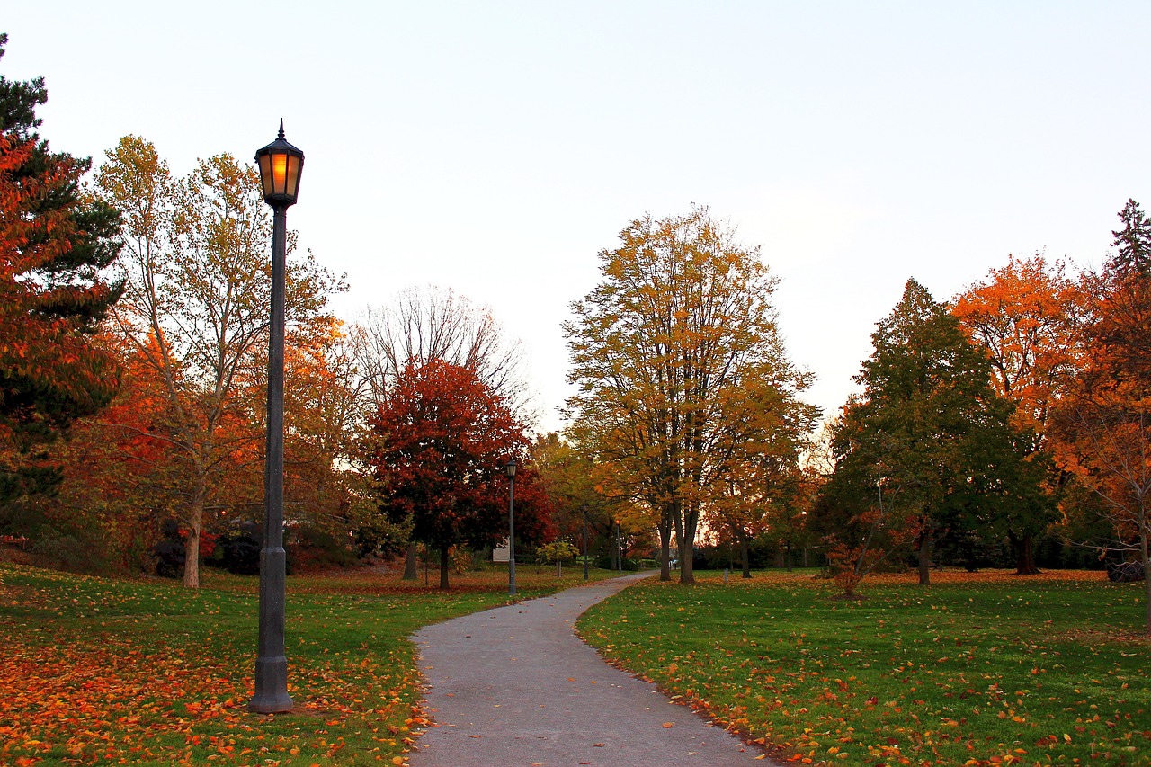 autumn alley nature tree free photo