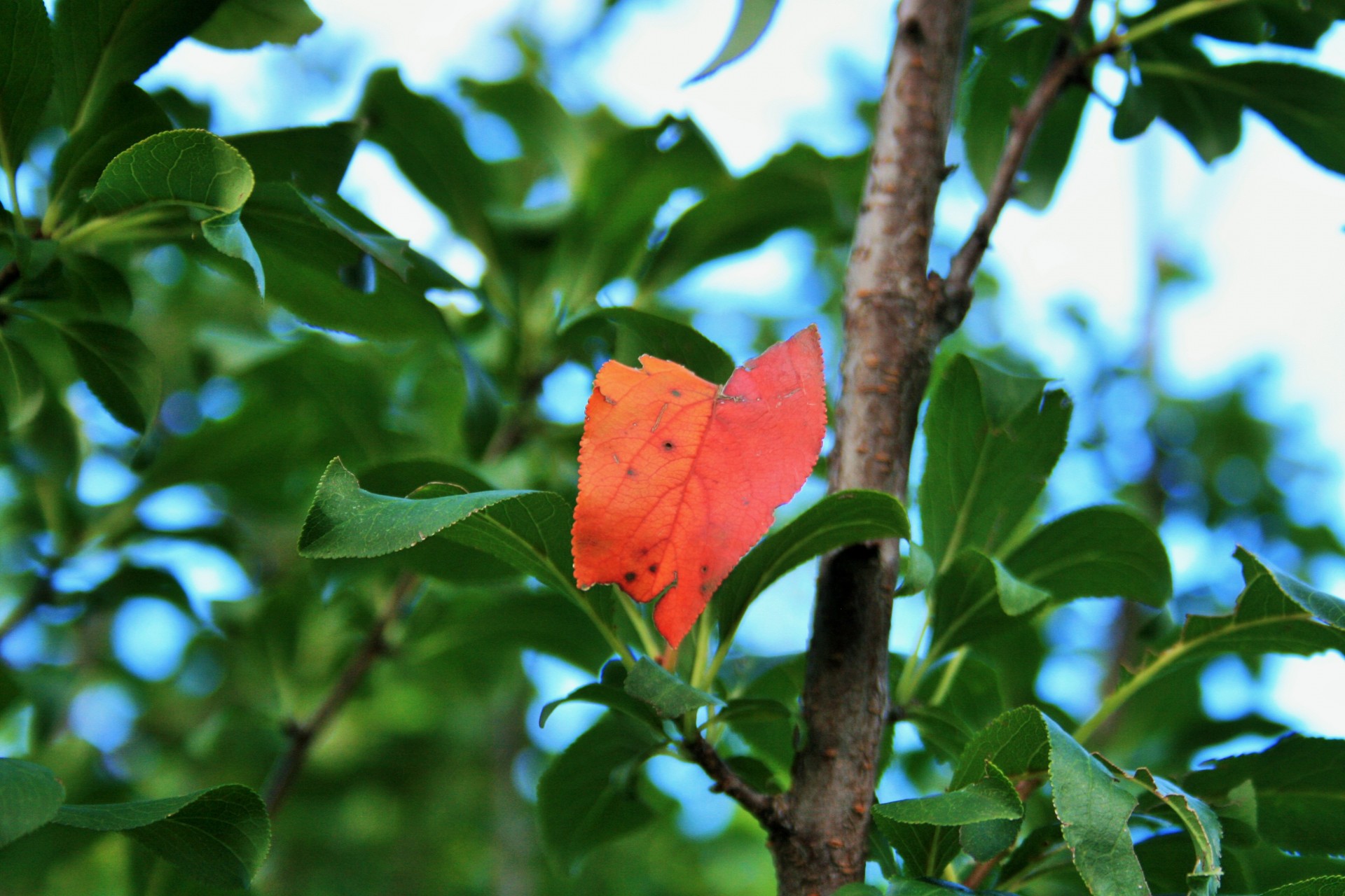 tree leaves green free photo