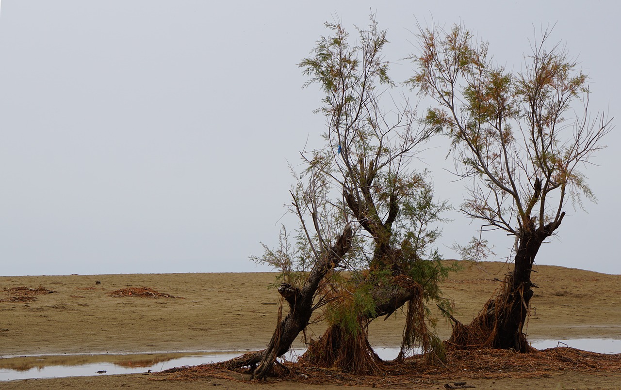 autumn at sea trees beach free photo