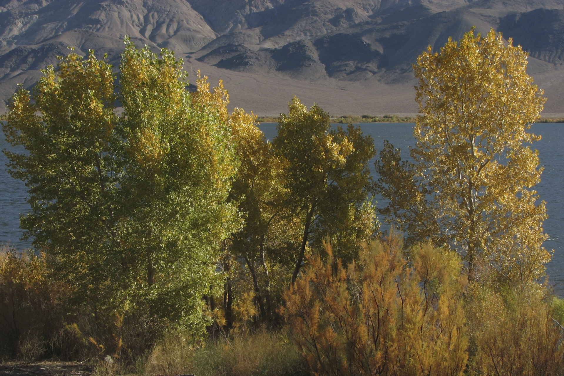 autumn color trees free photo