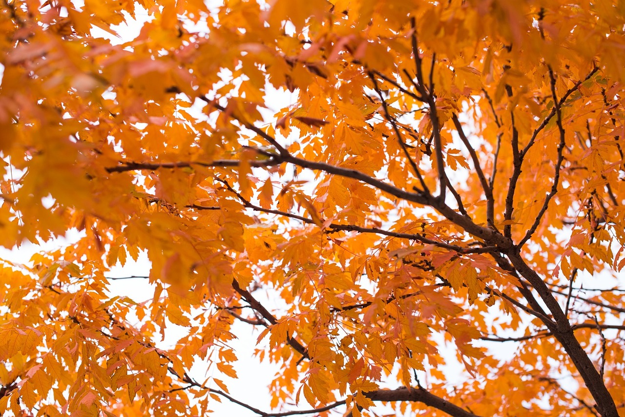 background orange fall free photo