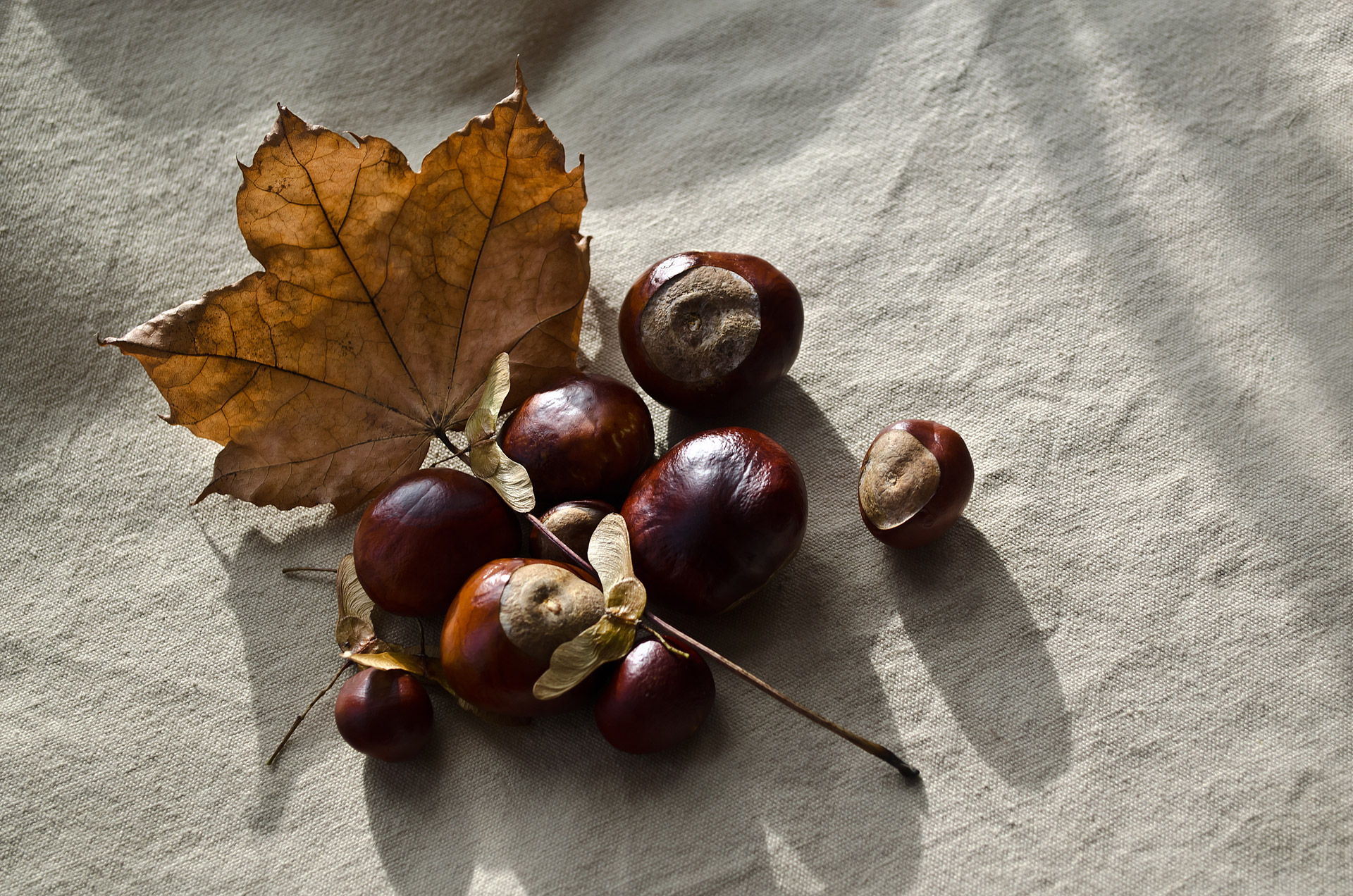 autumn season chestnut free photo