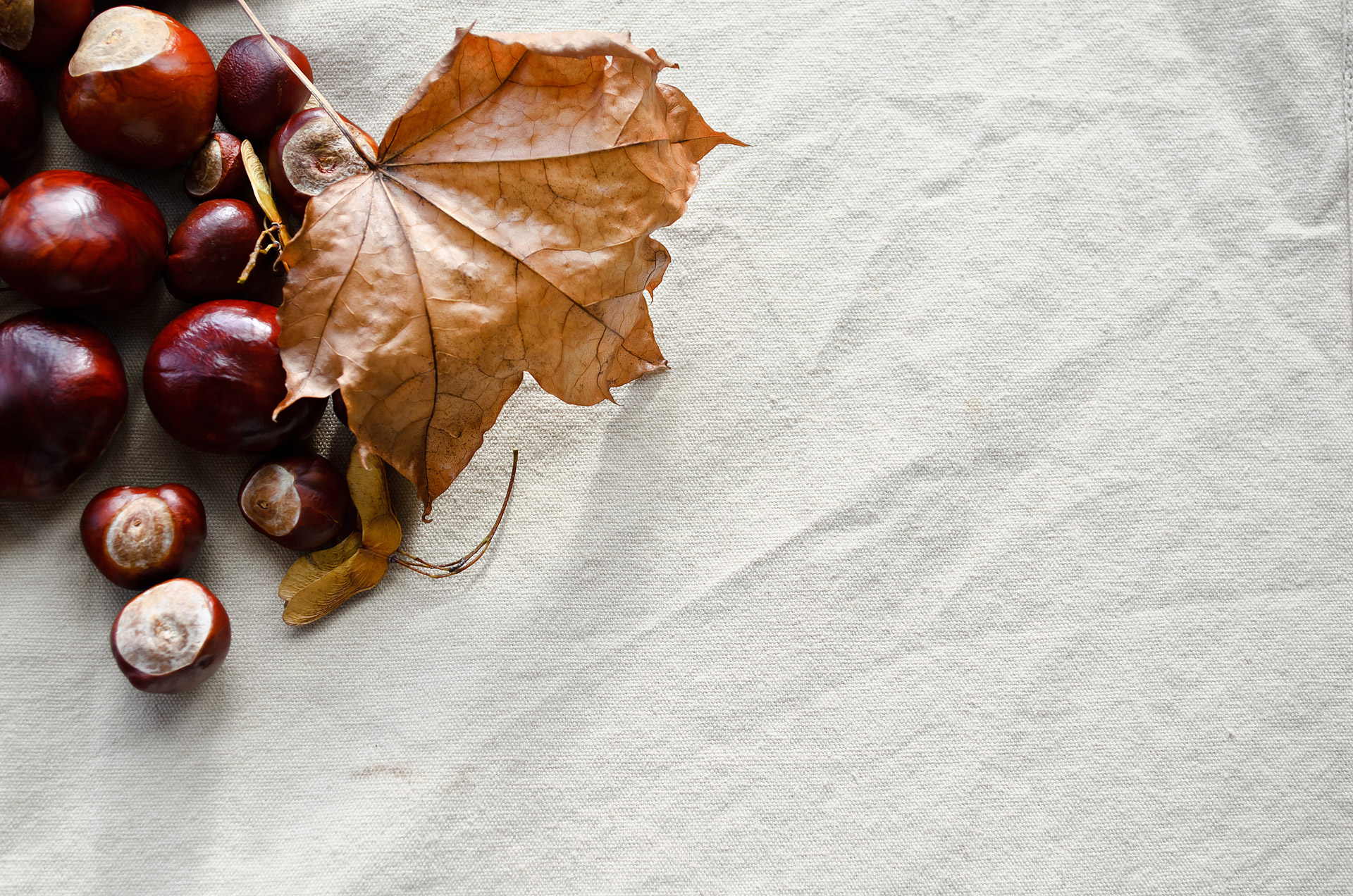 autumn season chestnut free photo