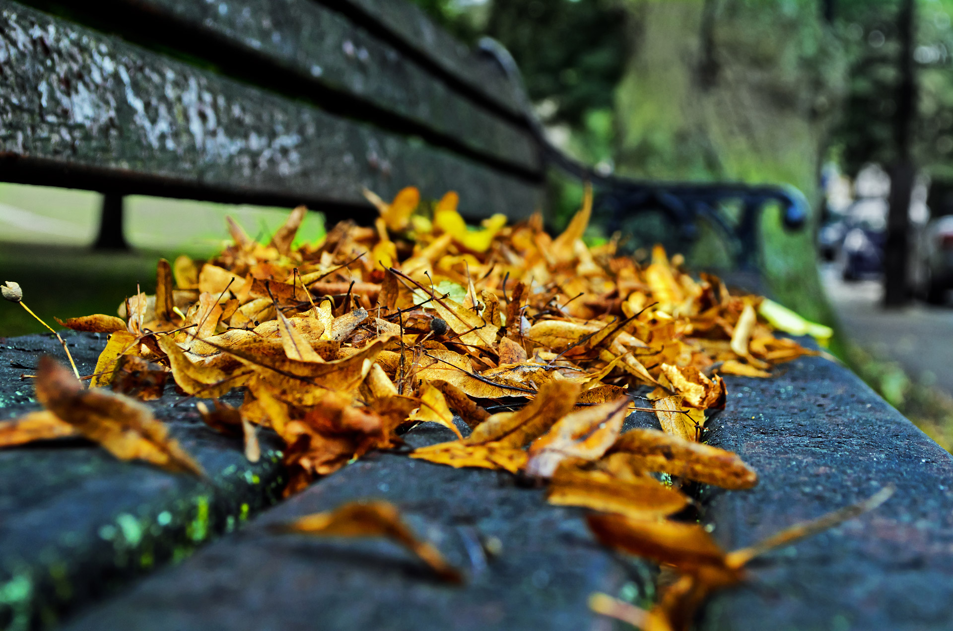 autumn season leaves free photo