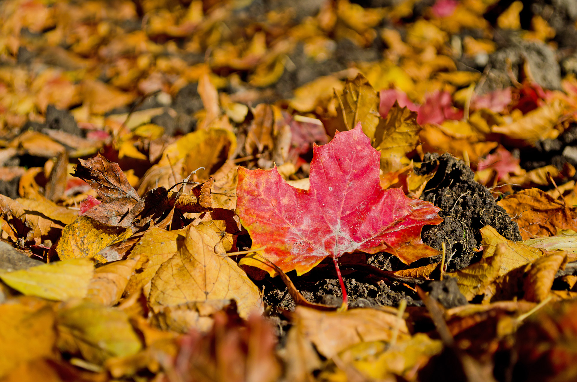 autumn season leaves free photo